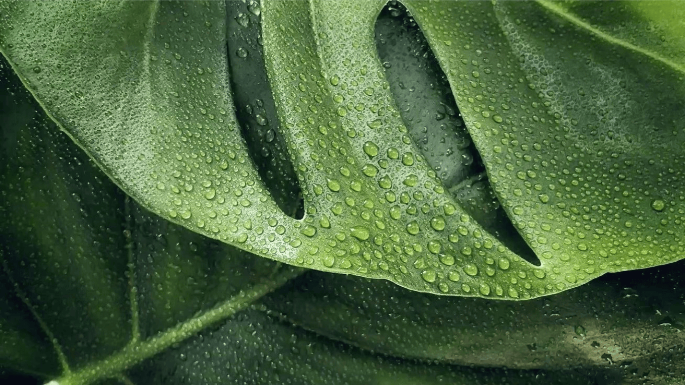 Nuage — Who We Are